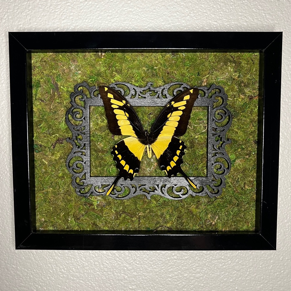REAL Preserved King Swallowtail Display Frame